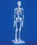 Model Skeleton "Patrick" Mini