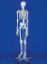 Model Skeleton "Willi" Life Size With Dust Cover