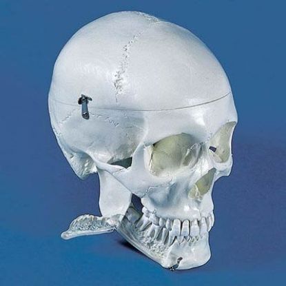Model Skull Dental