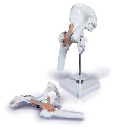 Model Hip Joint With Ligaments