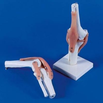 Model Knee Joint With Ligaments