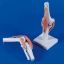 Model Knee Joint With Ligaments
