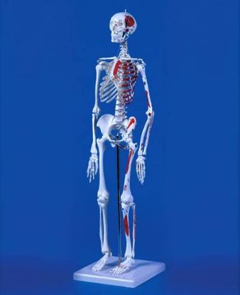 Model Skeleton "Little Jim" Mini Showing Muscle