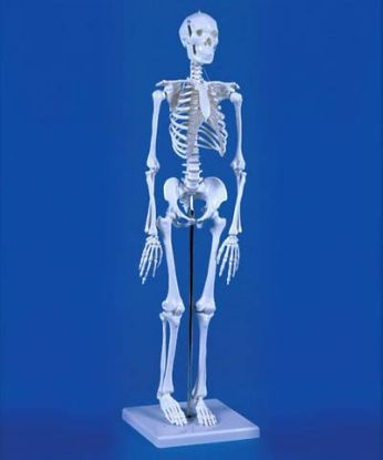 Model Skeleton "Patrick" Mini