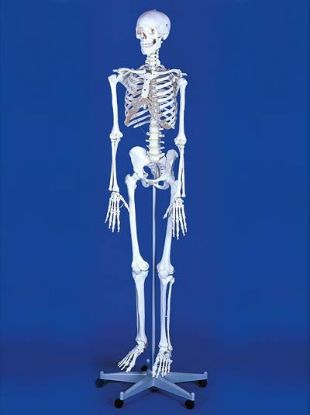 Model Skeleton "Willi" Life Size With Dust Cover