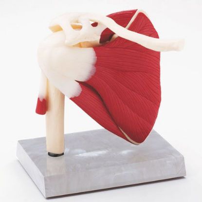 Model Shoulder With Ligaments & Muscles Life Size