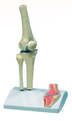 Model Knee Joint Miniature On Stand