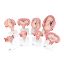 Model Pregnancy Series Complete Stage 8 Parts