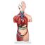 Model Torso Genderless 18 Part x 1