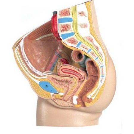 Picture for category Pelvis Models