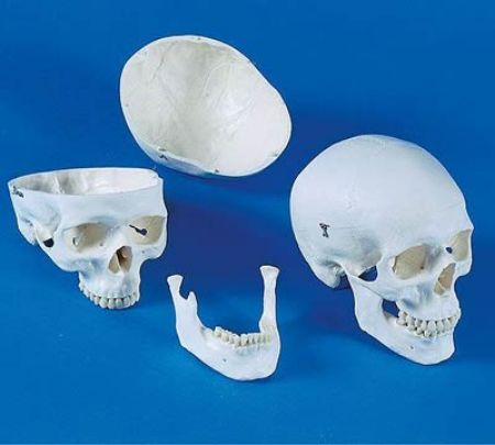 Picture for category Skulls